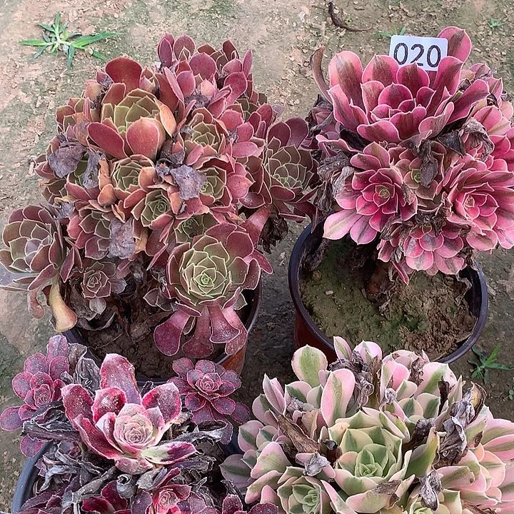 无花朵020四颗多肉植物组合