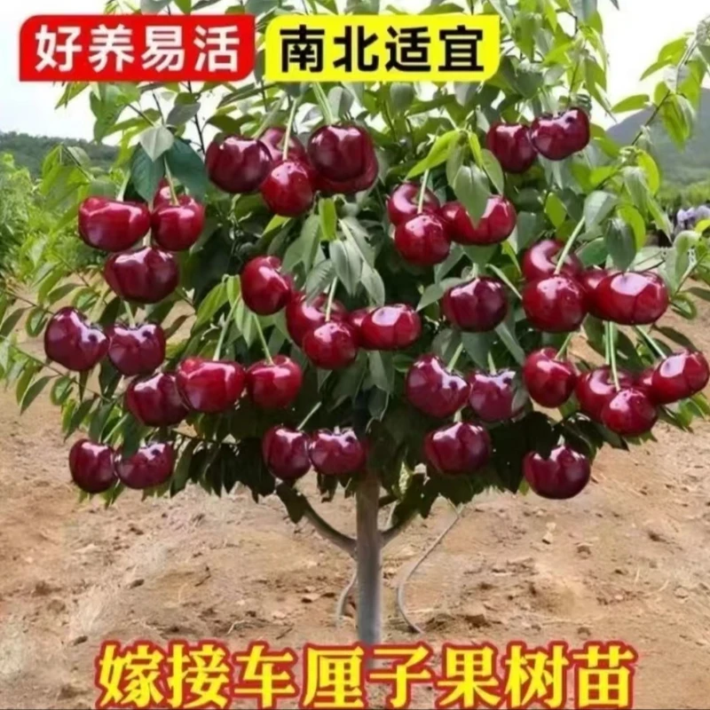 【正宗车厘子树苗】黑珍珠车厘子盆栽地栽南方北方阳台庭院果树苗