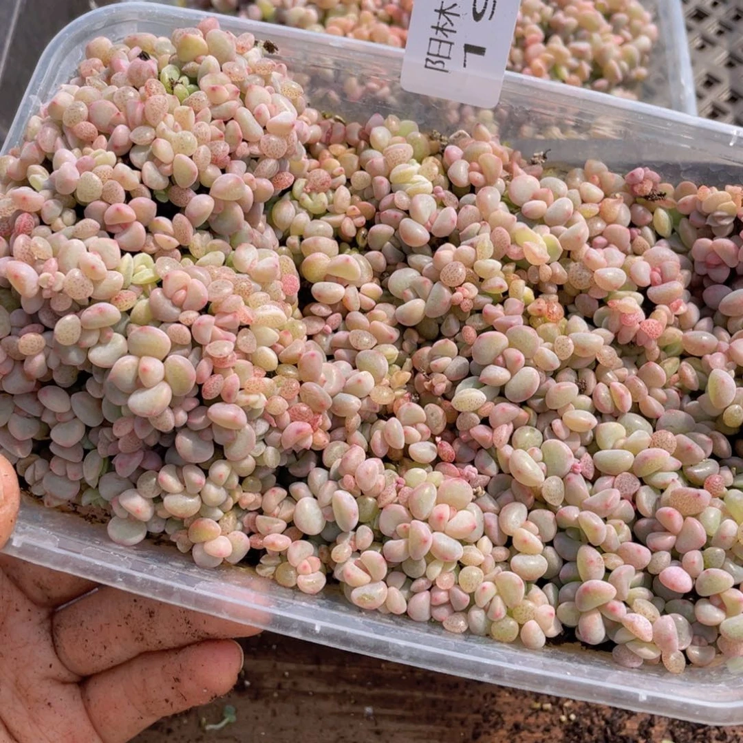 B*i多肉植物多肉植物199