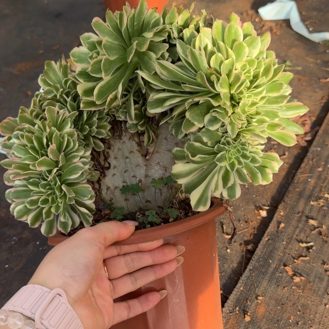 695迈巴赫缀化多肉植物满28包邮