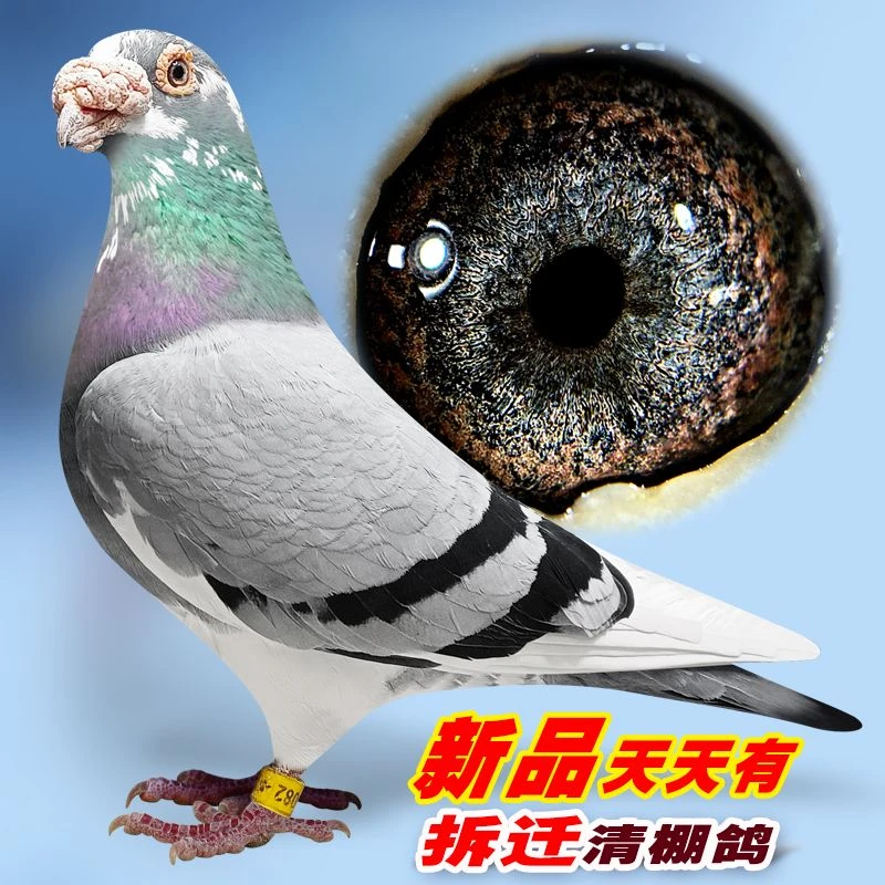 成绩血统种鸽信鸽赛鸽名家大户天落清棚鸽子原环冠军盖比胡本