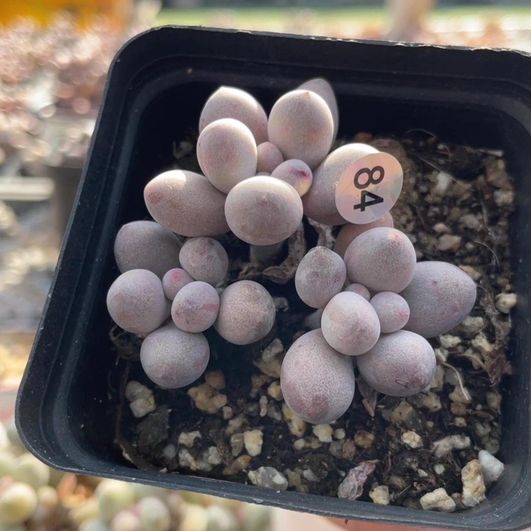 仙子奶酪多肉植物