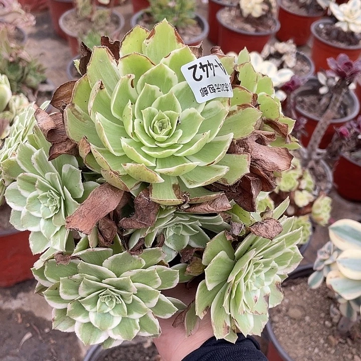 442万花筒多肉植物福利