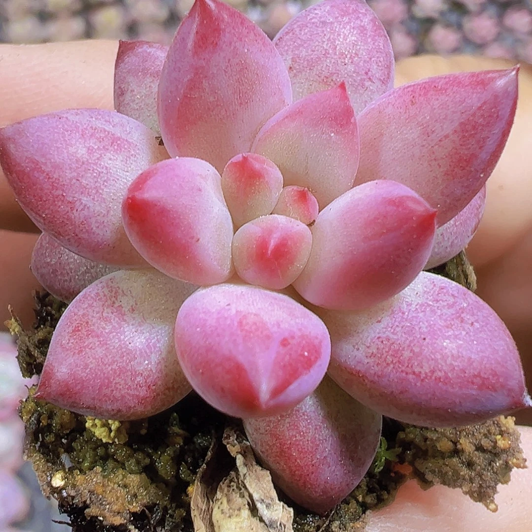 车里子苗3个19包邮