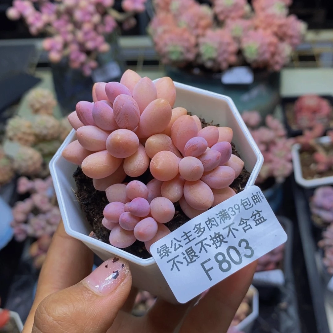 803汤圆奶多肉5c m