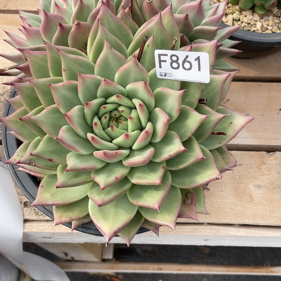 若如东云单拍F861