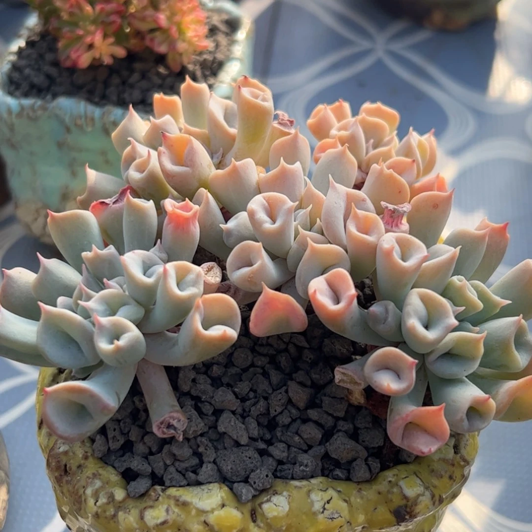 多肉植物多肉植物