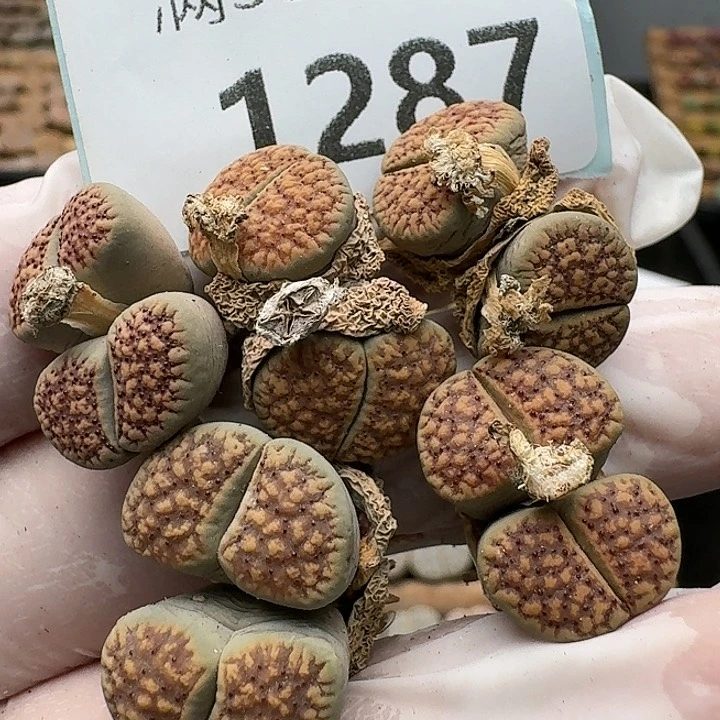 1287清框特价朝贡玉汗血宝马