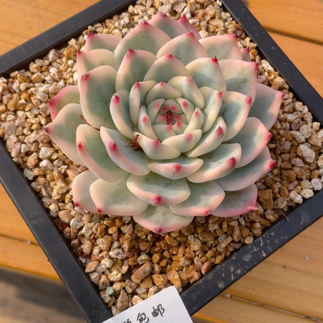 0613-44-吉娃娃锦。。。？？