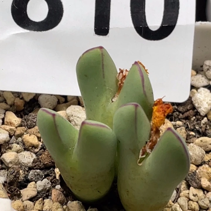 810皮卡丘少将群带盆