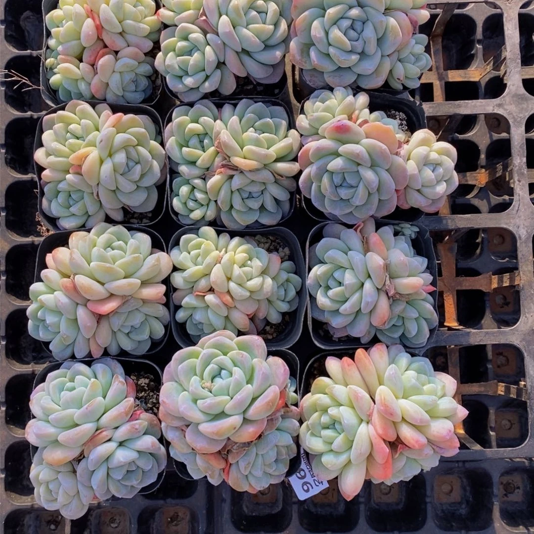 星****?496的人在一起的时候就这样