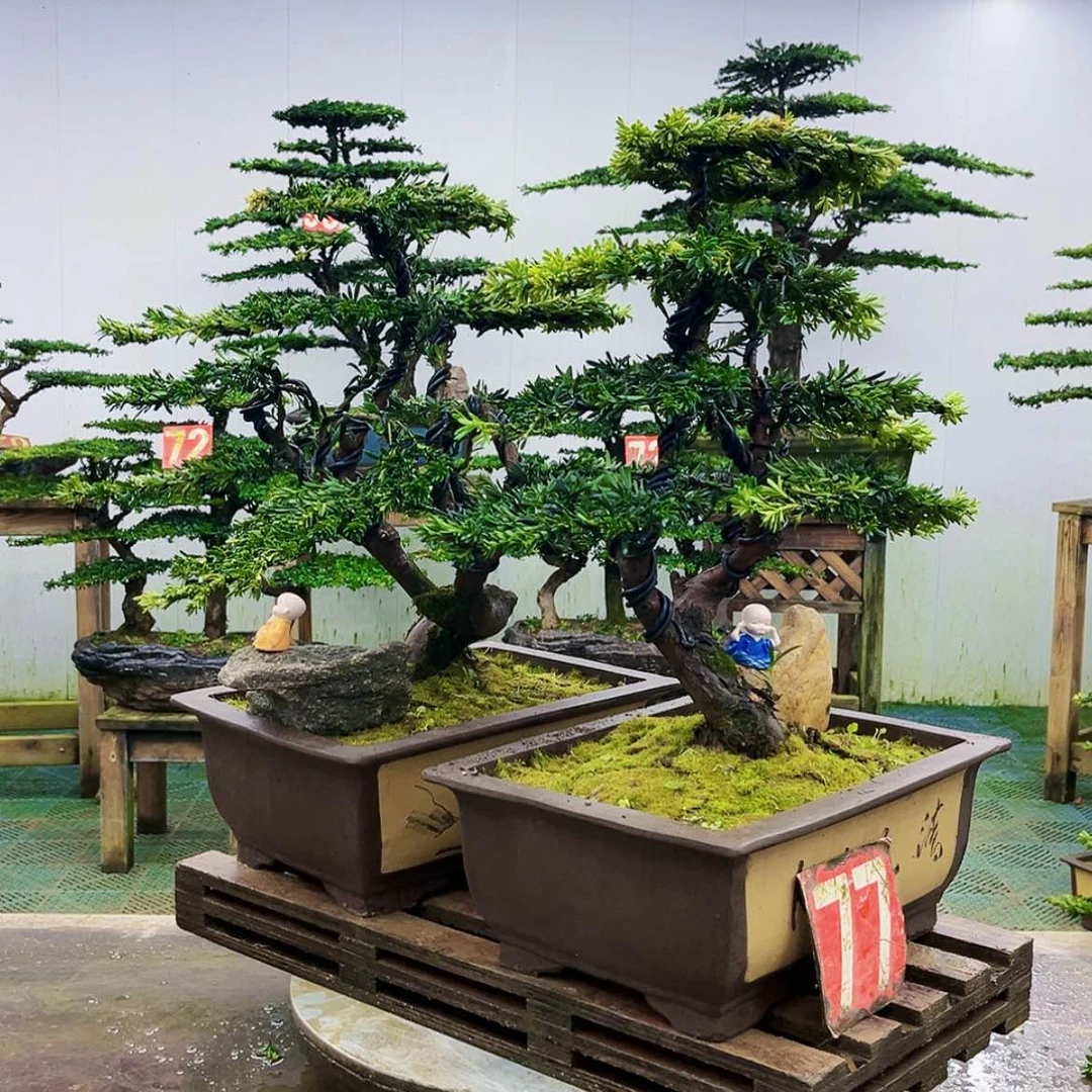 【闪购商品】无花朵