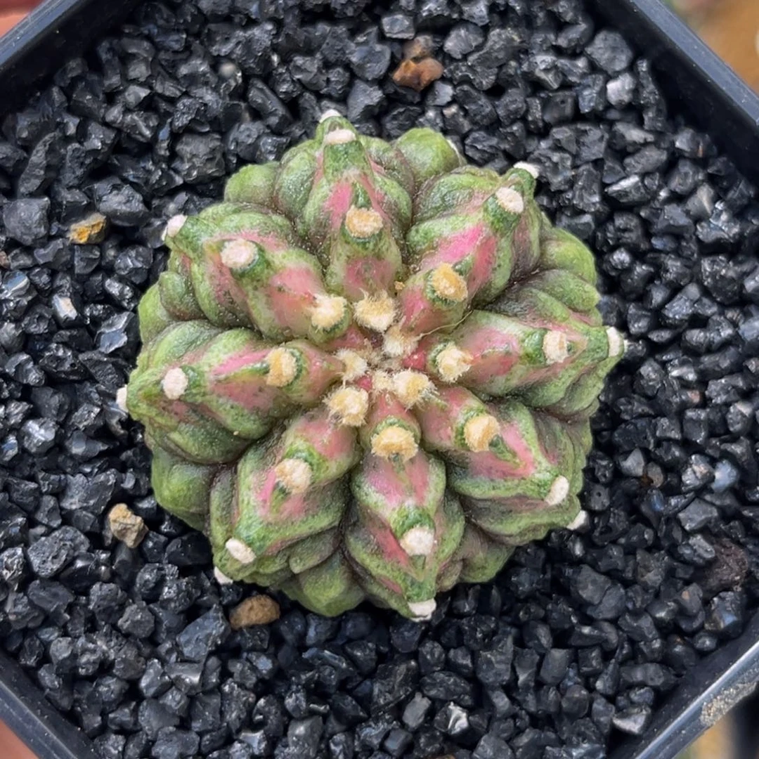 腹棱海神 米哈仙人球