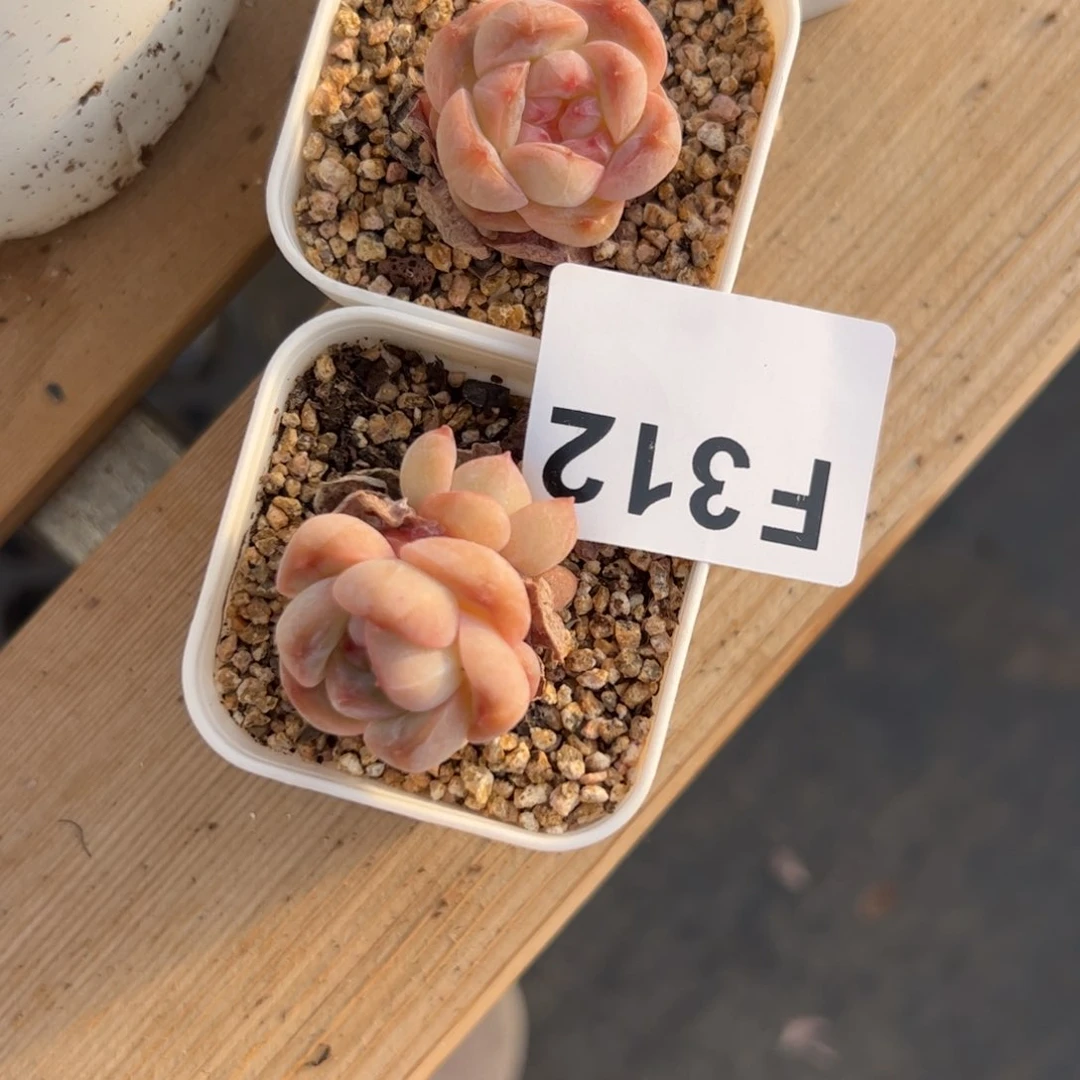 l****猫312 多肉植物组合盆栽