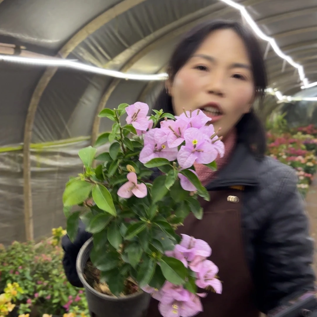 全部花苞（眨眼）三角梅会落花落叶会光杆苗有大有小