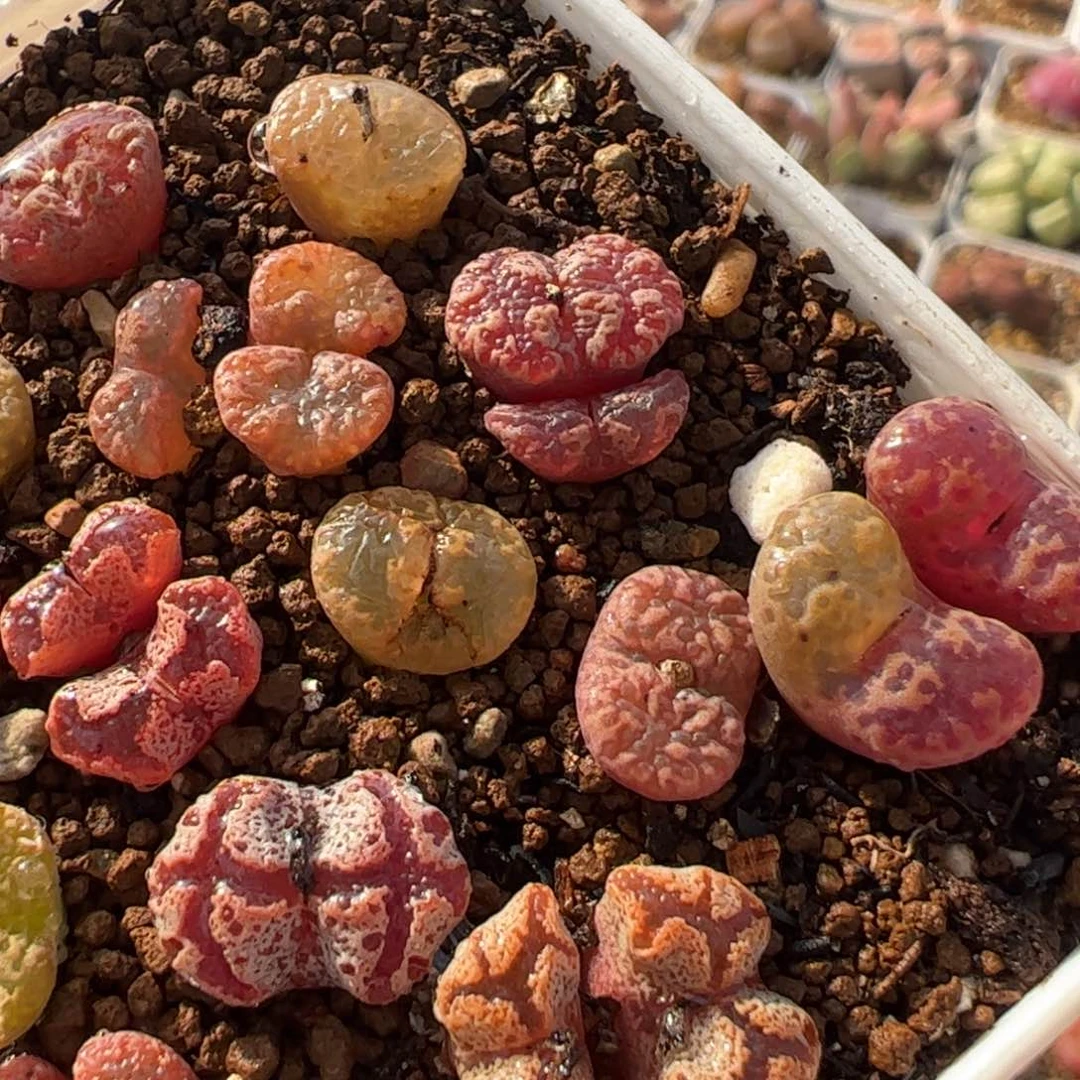 深***觉485多肉植物百科