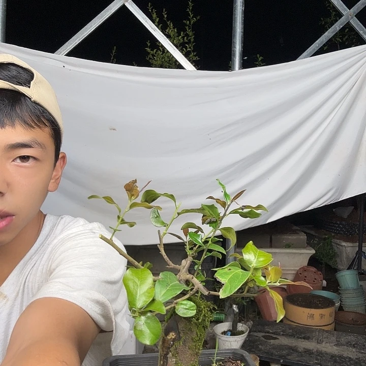 呙***你无花朵金蛋子容易成活