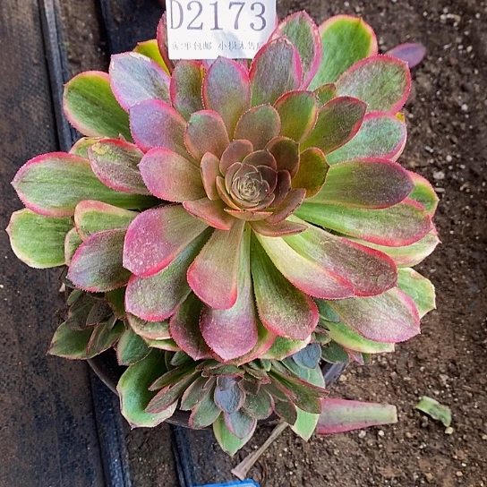 2173半夏多肉法师锦