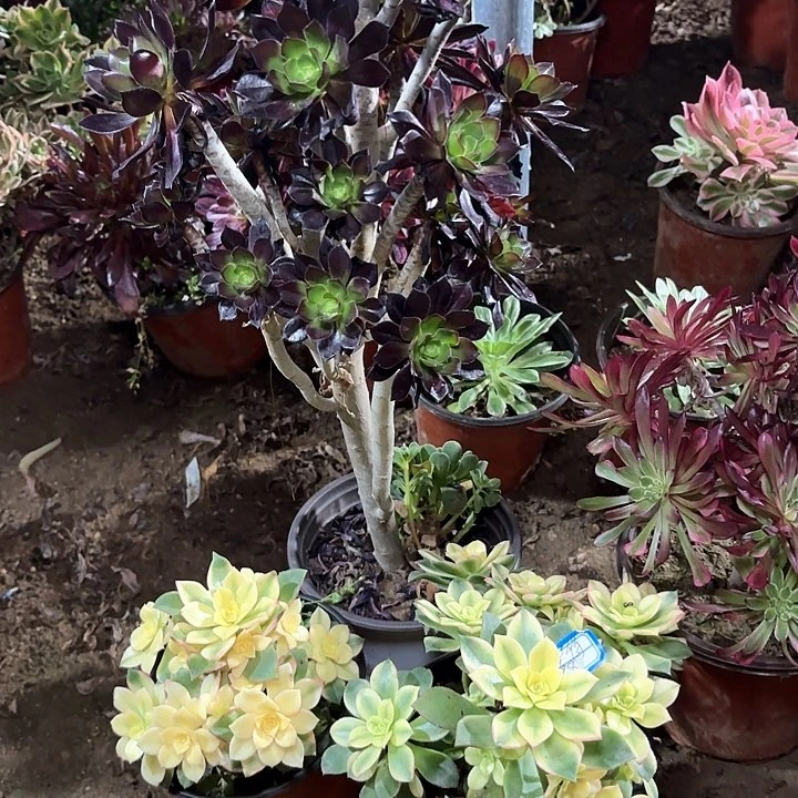 舍*：多肉植物法师3颗121