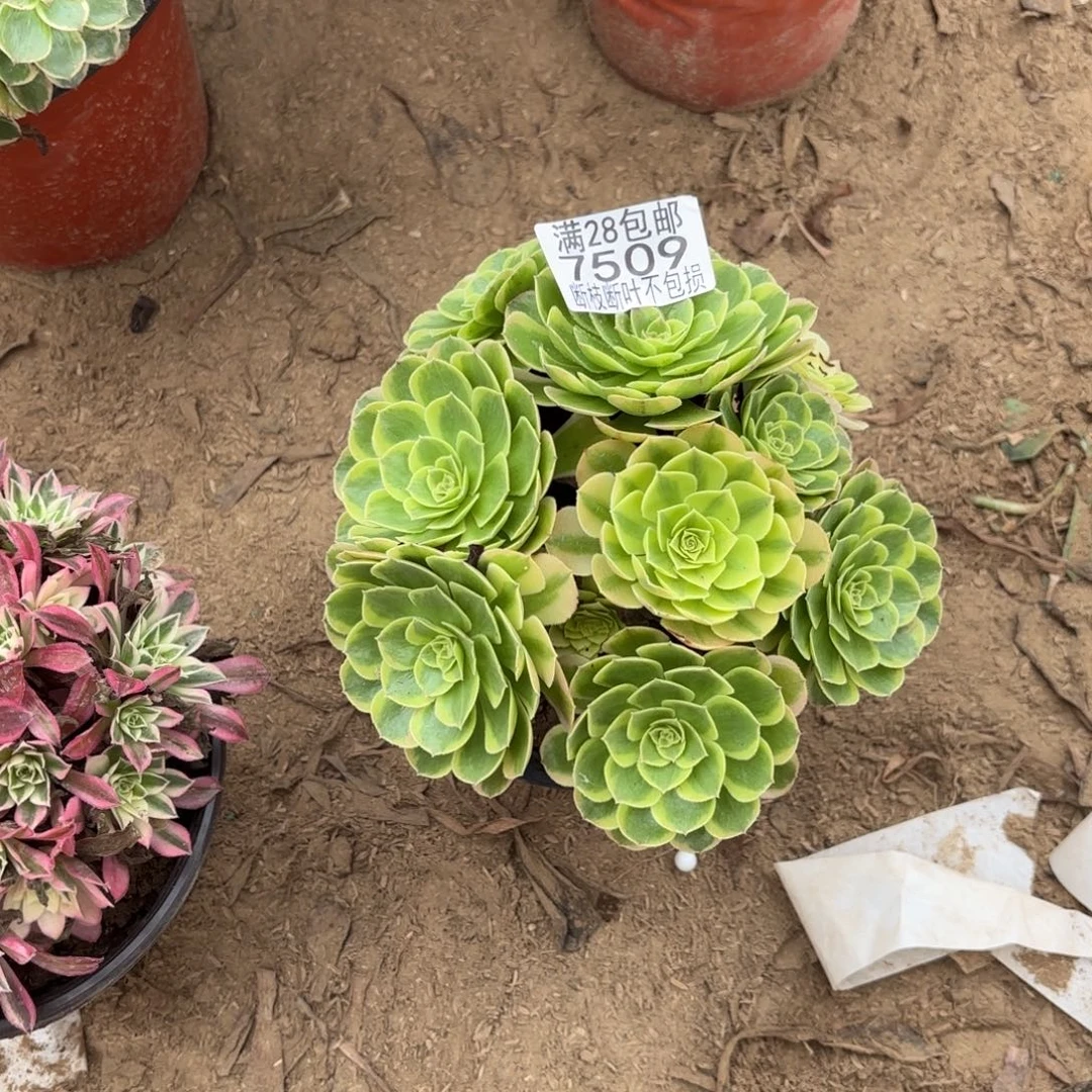 M. 7509万奶白多肉1？ad