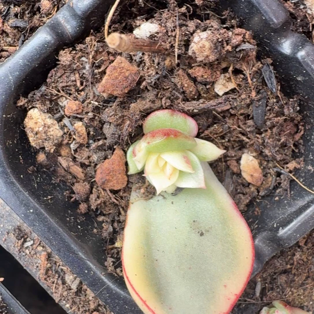 斗牛士锦一刻的锦
