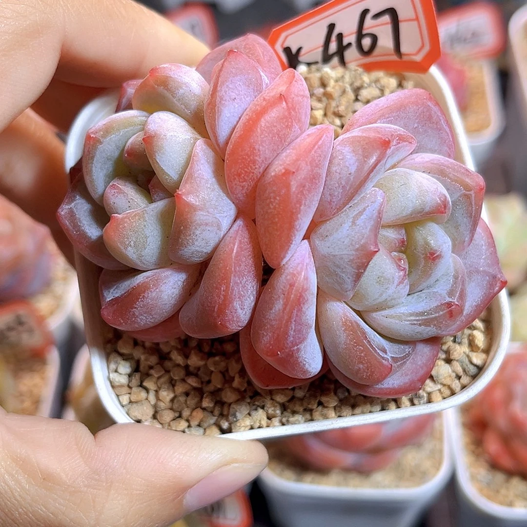 K468 新品珍妮 满18包邮