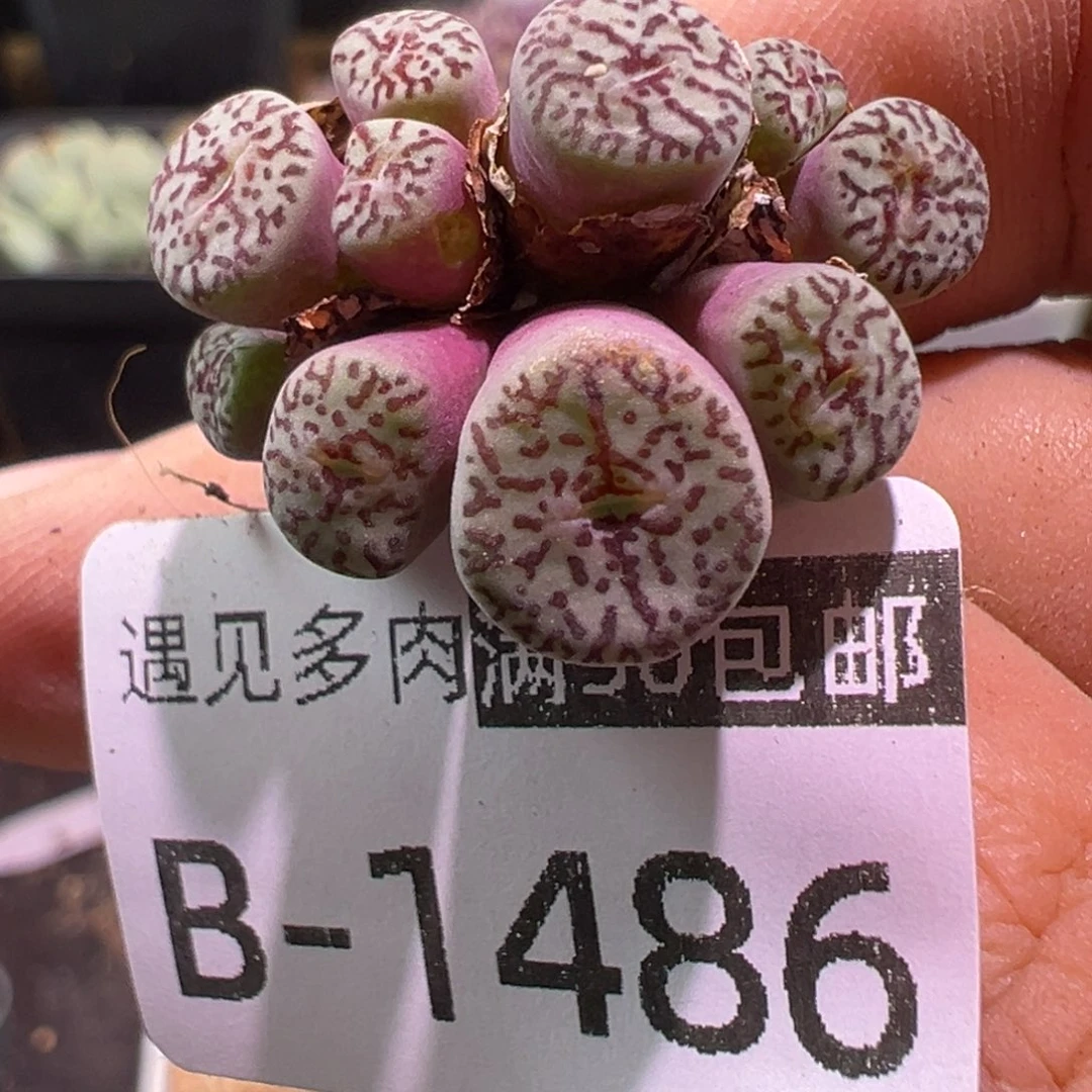 多肉植物1111111111111