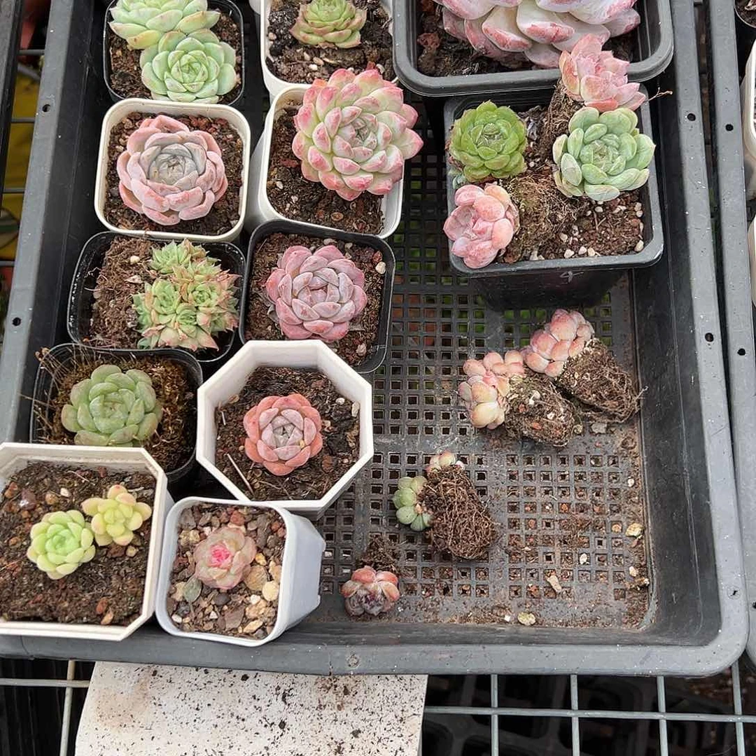 精品多肉十八包邮