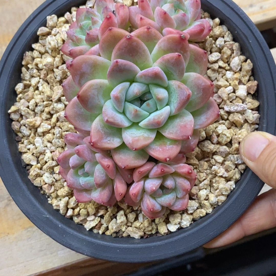 精品多肉一物一拍不包整257