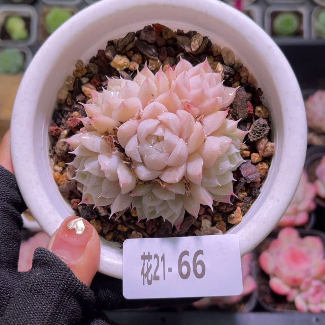 花21-66麦秆群生