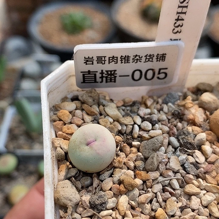 刺猬种源433V嘴一颗