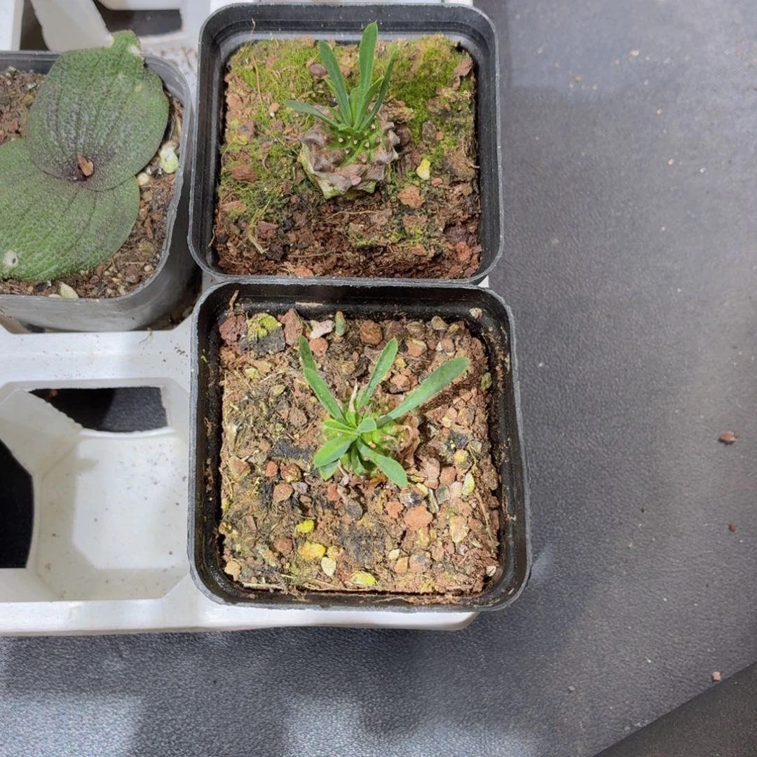 两颗峨眉山多肉9.9包邮发货