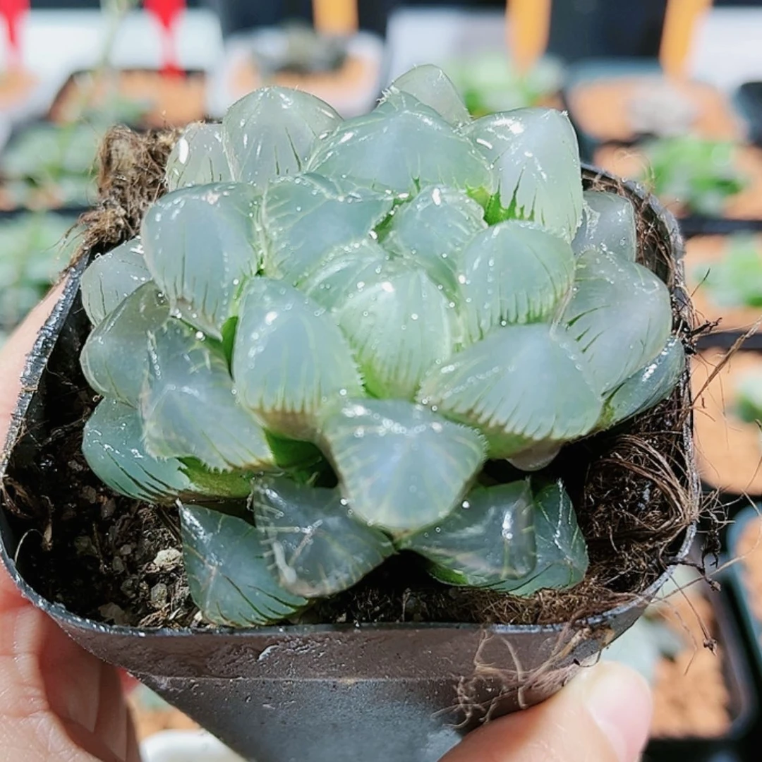 【闪购商品】蓝赤线