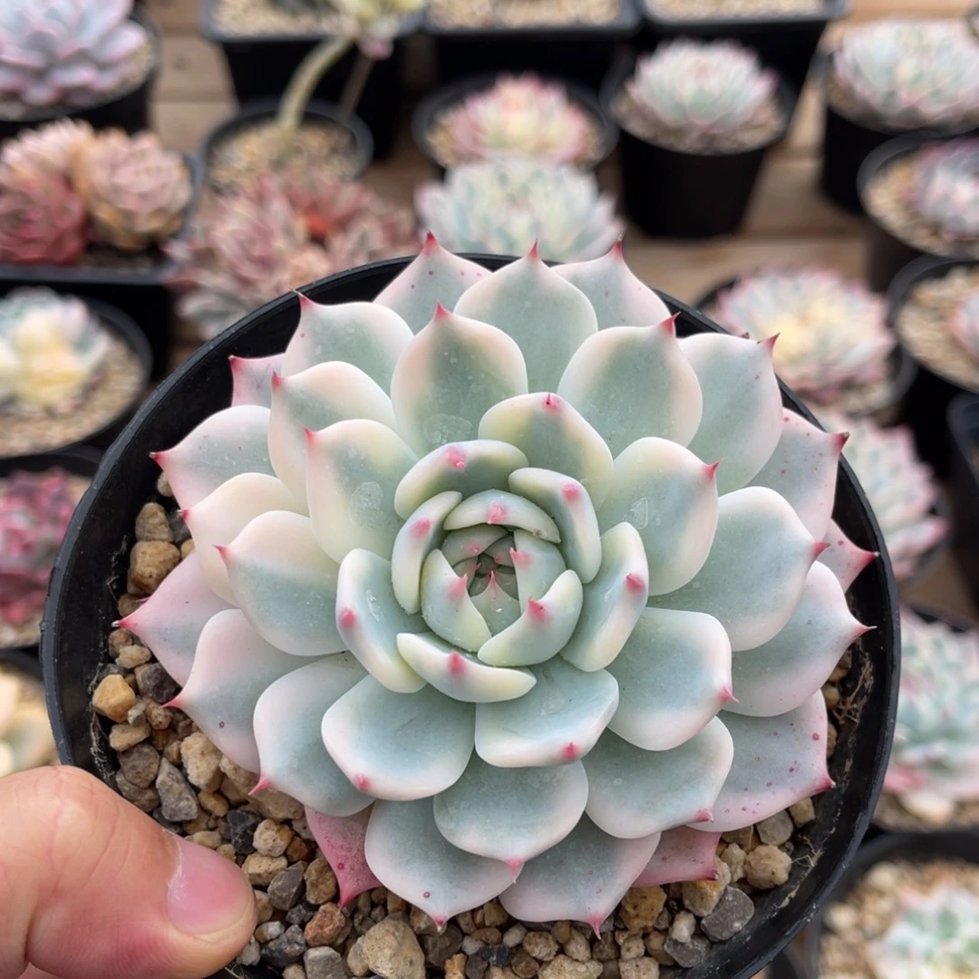 吉娃娃锦一物一拍