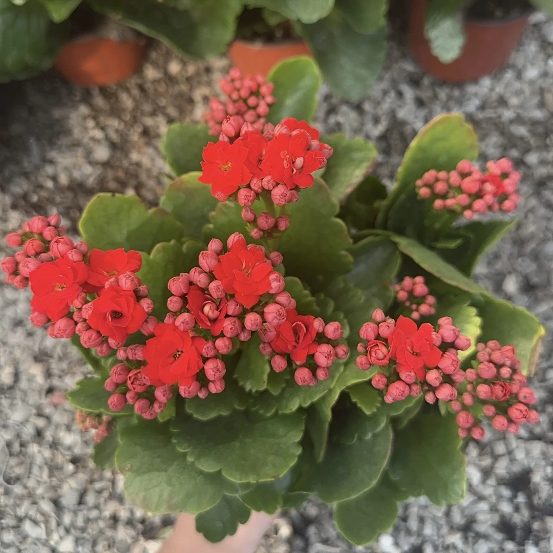 小颗的长寿花一颗