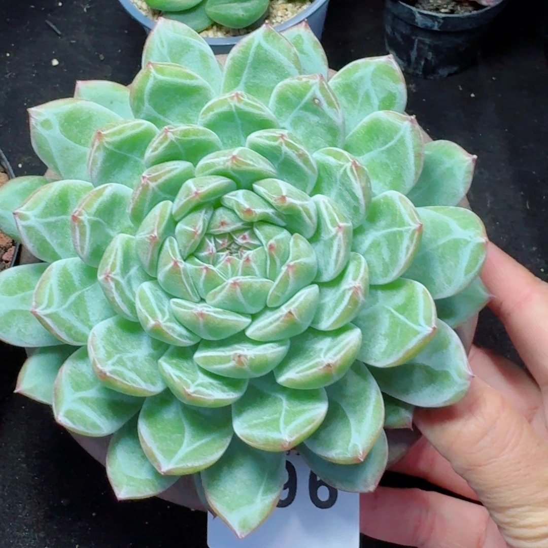 雪花珍妮            精美多肉植物