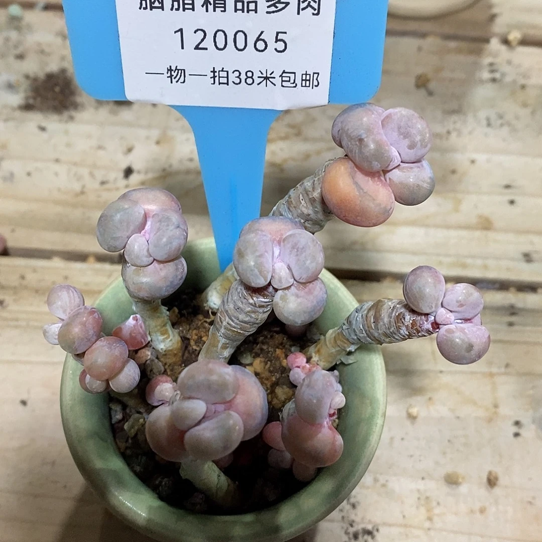 120065后中介咯吐吐了