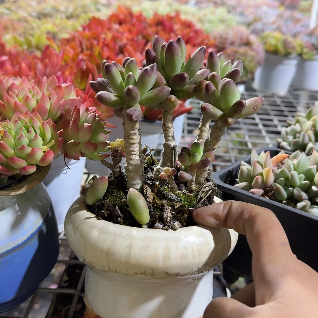 千代田之容带盆多肉植物