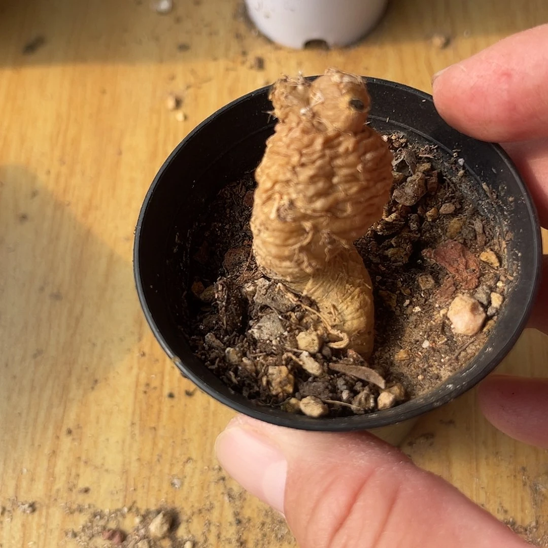 黑龙块根一物一拍下单包邮