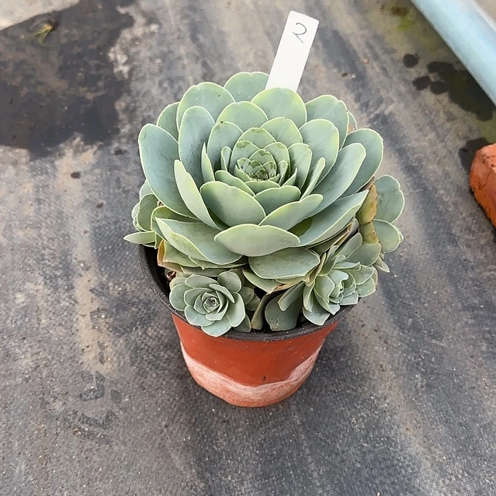 山地玫瑰一物一拍，脱土发，2号，不包断侧芽