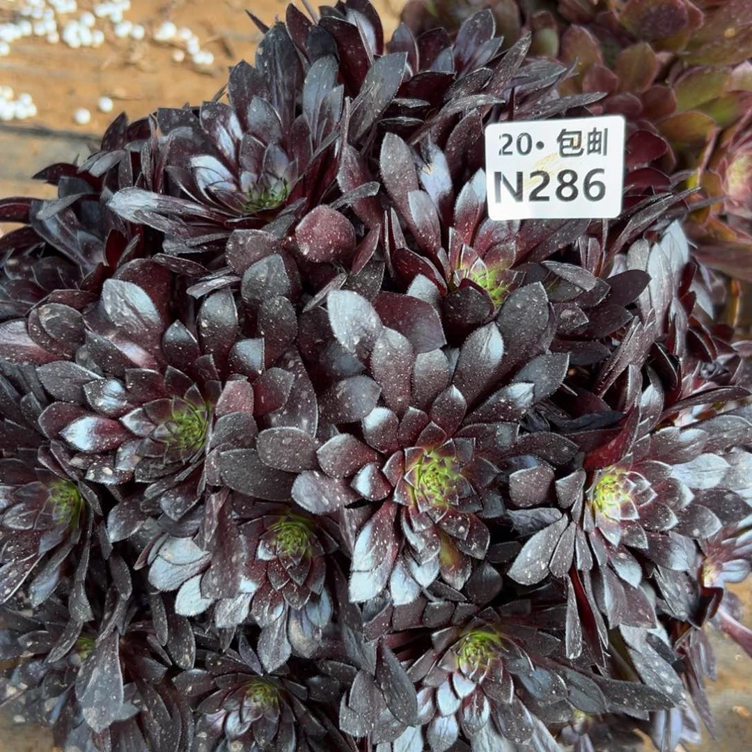 追****286黑美人，满20包邮