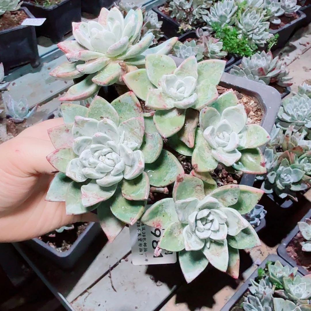 2981泡芙苹果叶多肉