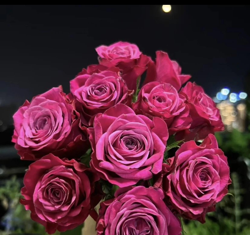 苏珊月季深紫复色切花玫瑰庭院阳台盆栽多季节花开