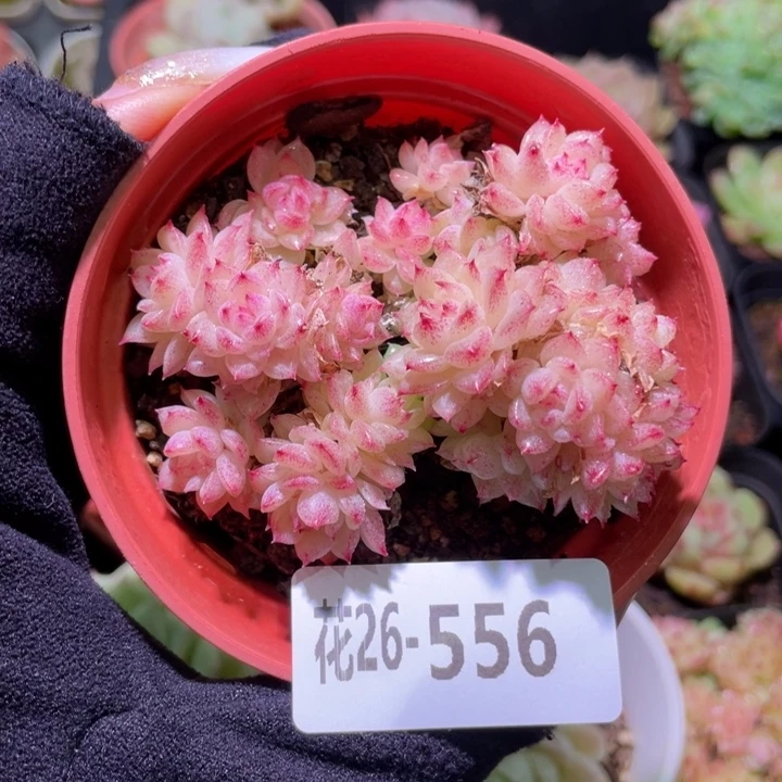 花利美26-556麦秆