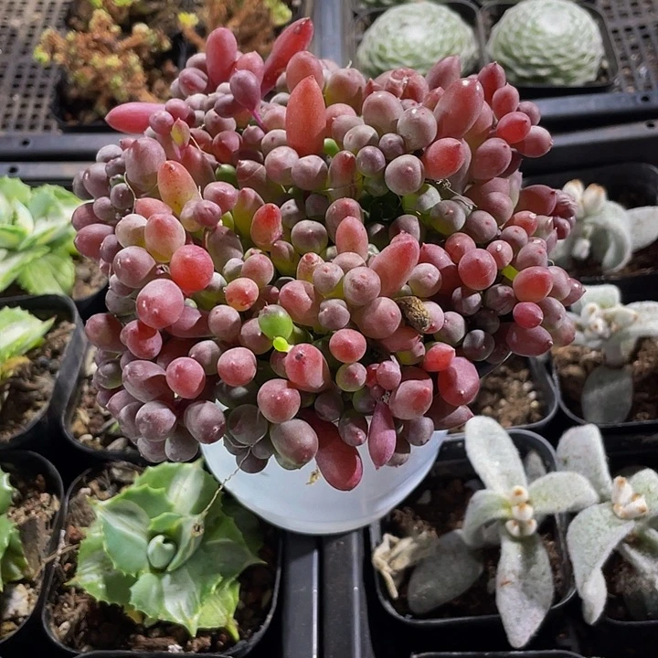 超大盆紫玄月带哦土发货