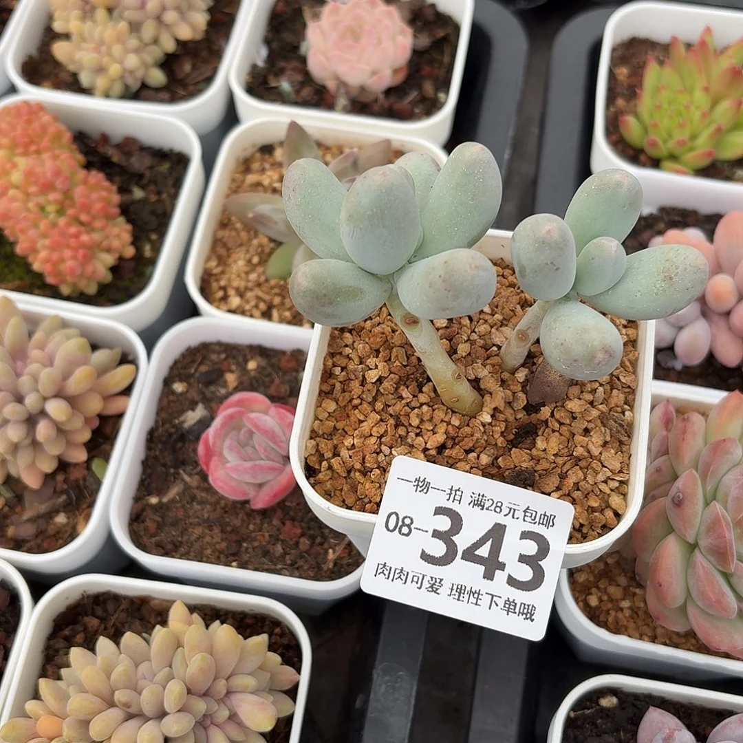 米可奶多肉无盆土发货无盆