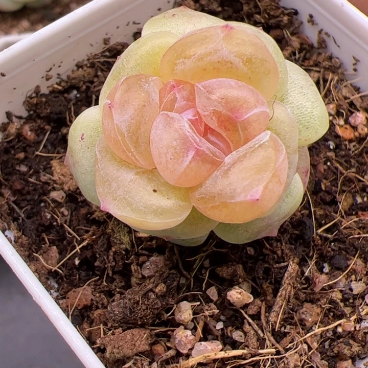 梨膏糖开播福利，一物一拍，尺寸不大介意勿拍