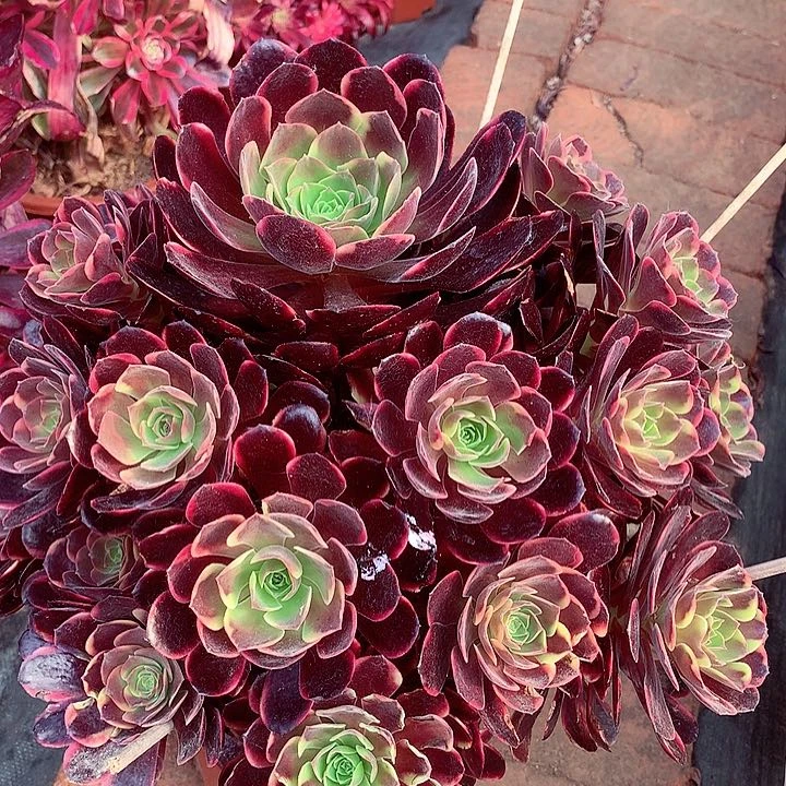 欧佳丽，多肉植物