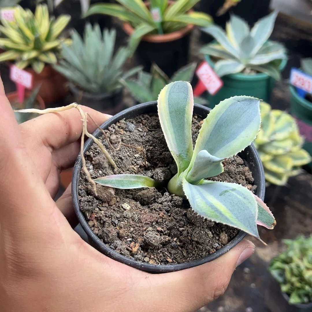 厚叶山宅雷神锦侧芽