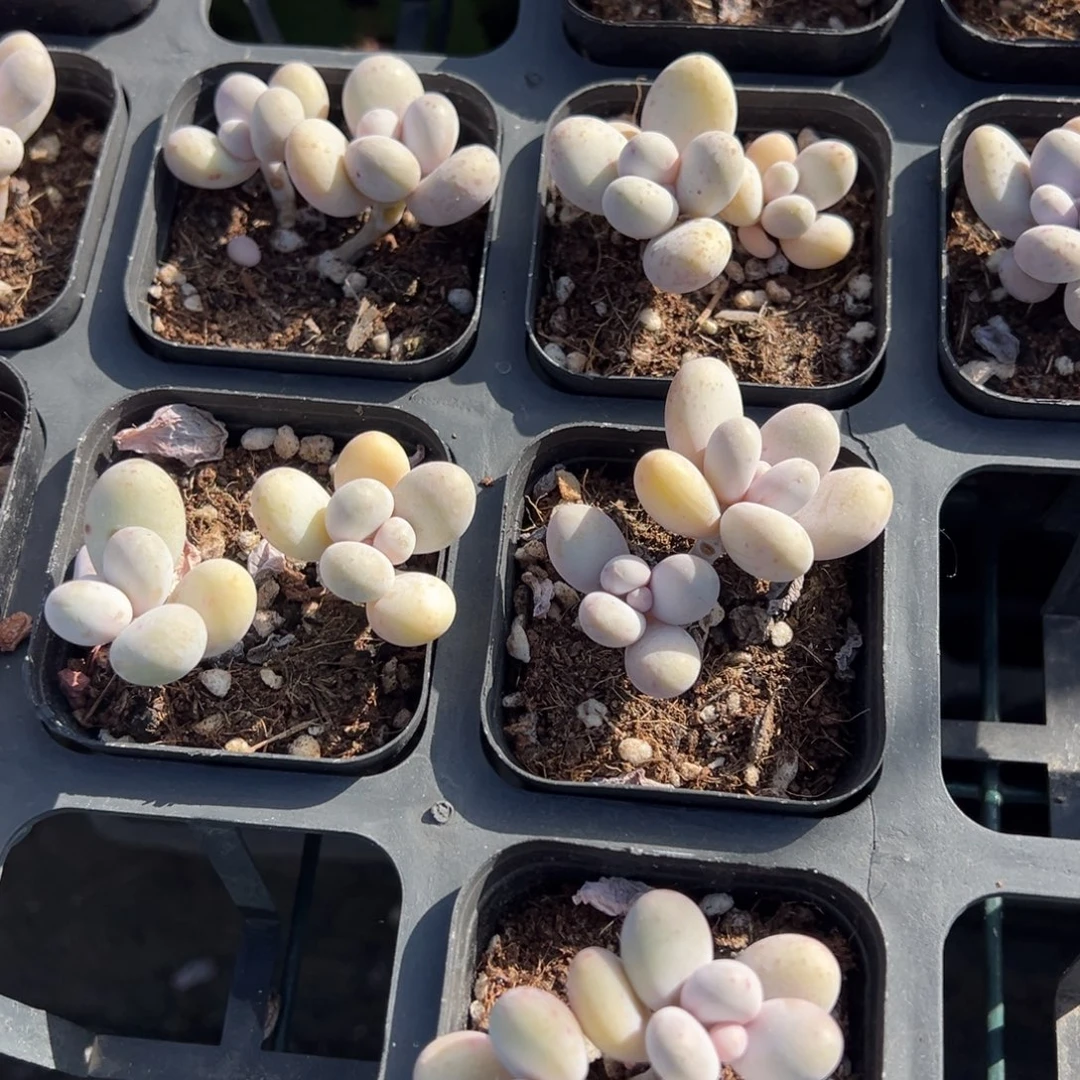 奶酪双头一颗量拍多肉满18元包邮下午发货